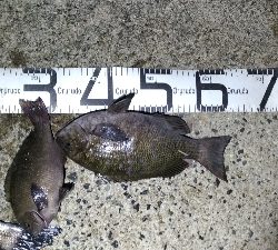 5/9釣果チヌ!グレ!