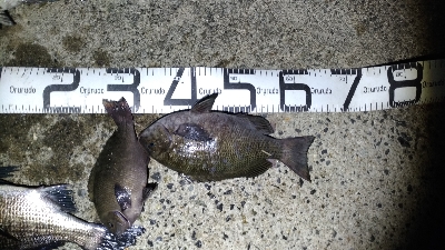 5/9釣果チヌ!グレ!