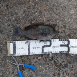 5/13釣果グレ結構引きました〜