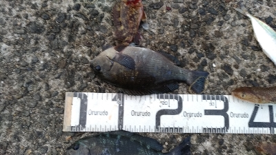 5/16釣果グレエソ