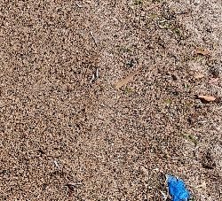 人は多いが魚はいない