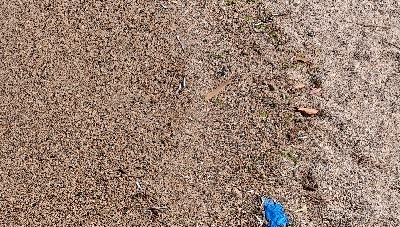 人は多いが魚はいない