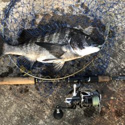 コウイカ釣りたい