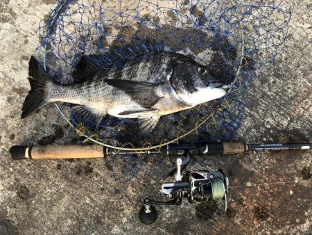 コウイカ釣りたい