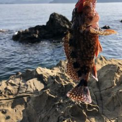 4年振りエギング不発！