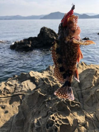 4年振りエギング不発！