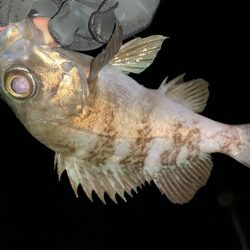 昨日より食い悪し