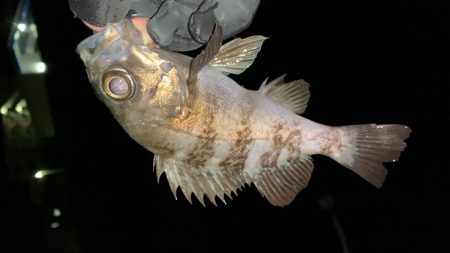 昨日より食い悪し