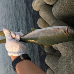 朝イチ省エネ釣行╰(*´︶`*)╯