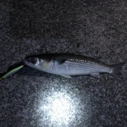 バチ抜け狙いで、、、