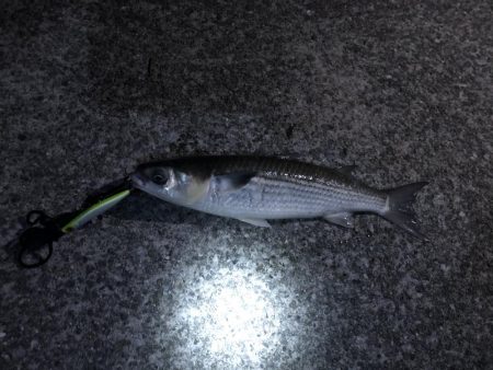 バチ抜け狙いで、、、