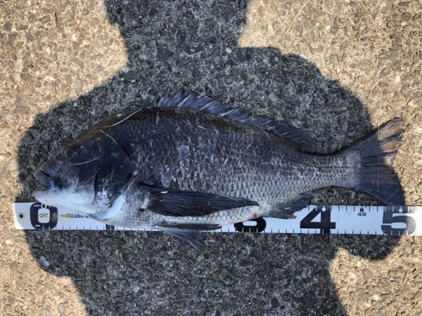 イチノ兄弟、釣果!