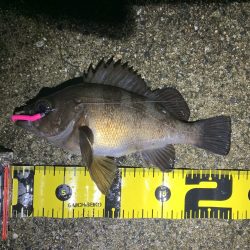 雨天釣行、めば太