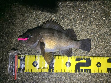 雨天釣行、めば太