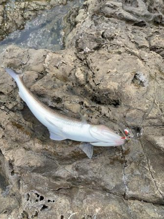 初投稿！パターンはマイクロベイト！！ちょっ…