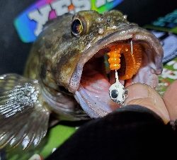 大阪湾奥ランガン日記