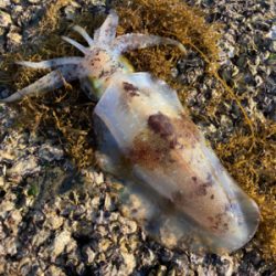 今シーズン初アオリ