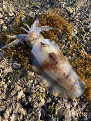 今シーズン初アオリ