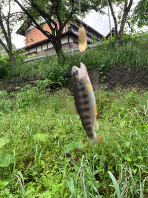 今日も今日とて