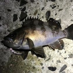 メバルの数釣り