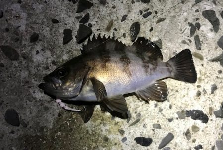 メバルの数釣り