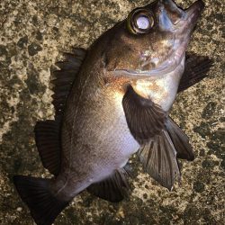 中型メバル連発