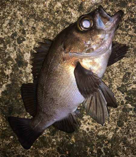 中型メバル連発