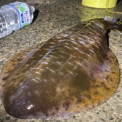 1年ぶりの¥キロアップ