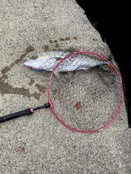 お久し鰤じゃなくてメジロ