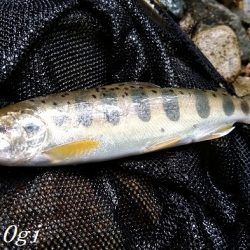 雨の後でも苦戦/揖保川でのアマゴ釣り