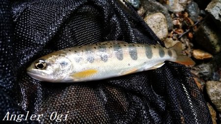 雨の後でも苦戦/揖保川でのアマゴ釣り
