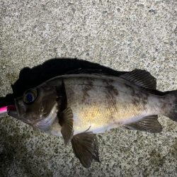 まだまだ釣れるめばめば太