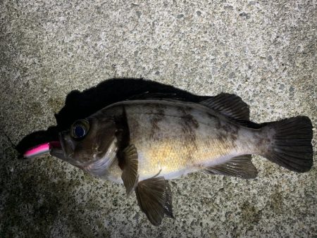 まだまだ釣れるめばめば太