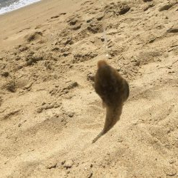 淡路は魚種多彩