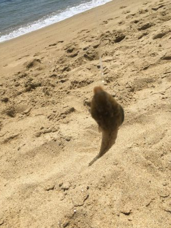 淡路は魚種多彩