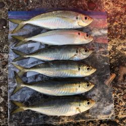 久しぶりの釣果