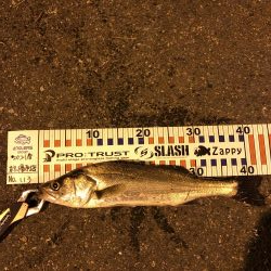 シーバスにチビレ