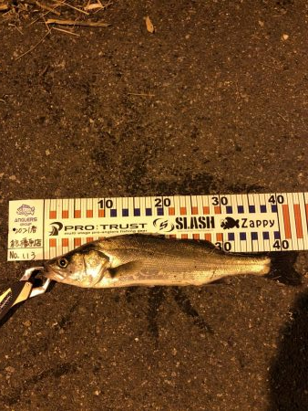 シーバスにチビレ