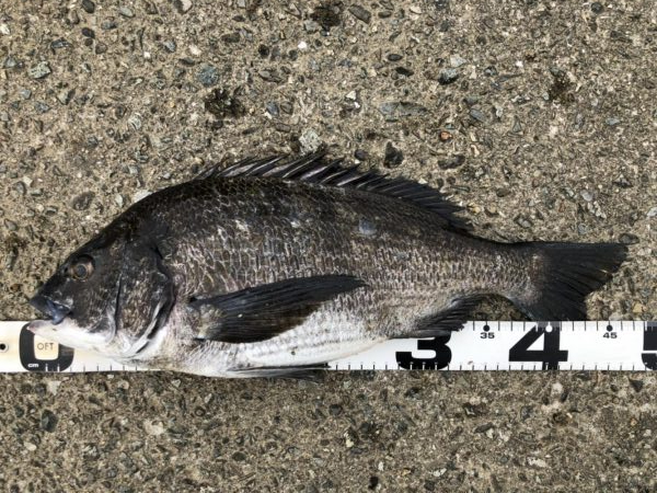 イチノ兄弟、釣果！