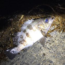 フロートメバリング連日