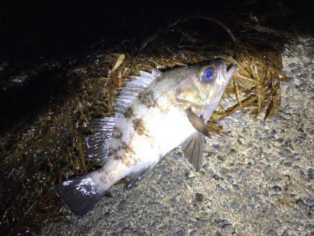 フロートメバリング連日