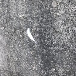 サビキでイワシとサバ祭り