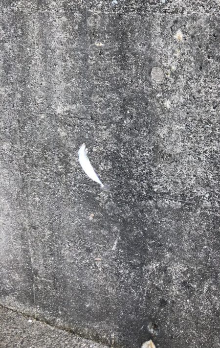 サビキでイワシとサバ祭り