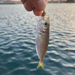 ネンブツ、時々ガシラ