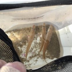 ちょい投げキス釣り調査