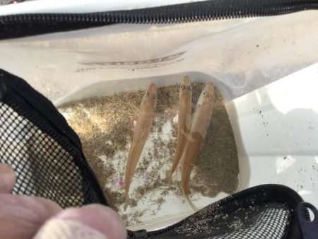 ちょい投げキス釣り調査