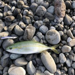 初青物‼︎小物ラッシュ！