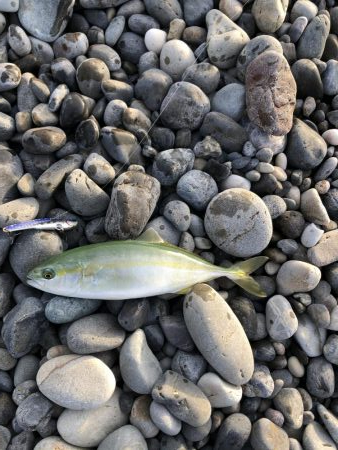 初青物‼︎小物ラッシュ！