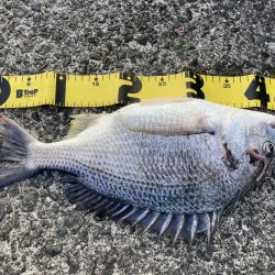 投稿２回目、本日はのんびりの筈が？