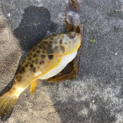 なんとか釣れた